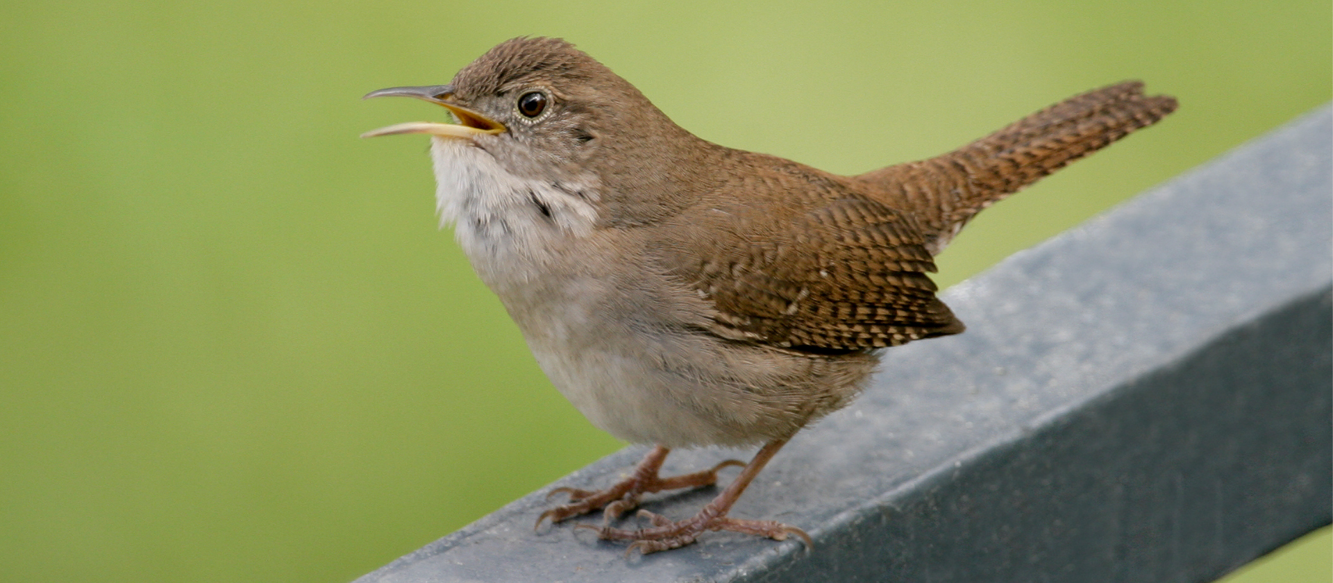 Illustration for The Burgess Bird Book for Children Chapter 1, Jenny Wren Arrives