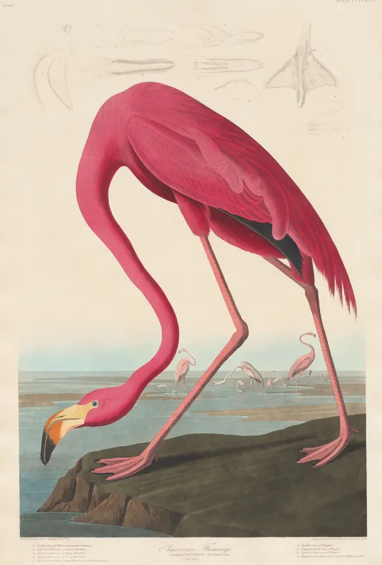 American Flamingo (1838) by John James Audubon